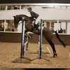 DebsDogz - @debbiegross21 - TikTok