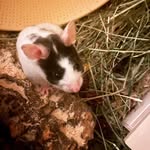 deborah burnett - @debbie_hamster__care - Instagram