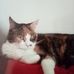 Debbie Hamlin - Facebook