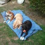 Debbie Harbison - @deb_tigger6 - Instagram