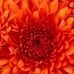 Debbie Harms - Facebook