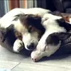 Debbie Heasman - @debbieheasman - TikTok