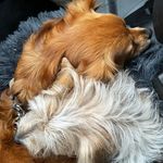 Debbie Fiore Hirsch - @yarnho1 - Instagram
