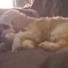 debbiehirschmann - @debbiehirschmann - TikTok