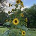 Debbie Koontz Hoffman - Facebook