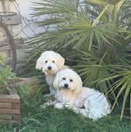 Debbie Irving - Facebook