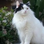 Debbie Ivie - @strombullie - Instagram