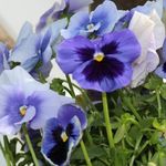 Debbie Jansen - @debbie.jansen.963 - Instagram