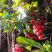Debbie Kent - Facebook