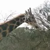 dawbie - @debbiekneeland - TikTok