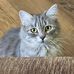Debbie Knight - Facebook