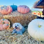 Debbie Lara - @bloombabybloomevents - Instagram