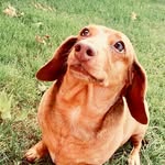 Debbie Lilly - @dachshund_101_ - Instagram