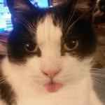Debbie Limpert - @dlbear456 - Instagram