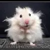 Debbie Lipp - @debbielipp - TikTok