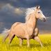 Debbie Lutz - Facebook