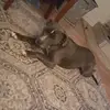marissadebbielovato - @justice_lovato - TikTok