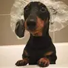 Debbie_Macmillan - @Debbie_Macmillan - TikTok