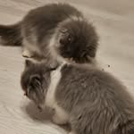 Debbie Madeley - @persian_life_loki_n_odin - Instagram