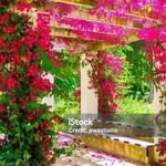 Debbie Mathews - @debbies.passion - Instagram