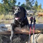 Debbie Mayer - @jasperluckydog - Instagram