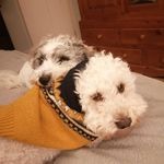 Debbie McCartney - @trioofdogs2021 - Instagram