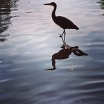 Debbie McCartney - @pea_shoot_pretty - Instagram