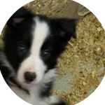 Debbie Mead - @wyomingaussies_ - Instagram