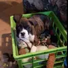 Webster_inthehouse - @debbiemeade3 - TikTok