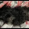 debbiemeadowswill - @debbiemeadowswill - TikTok