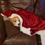 Debbie Moss - @thelifeofriley.rileybeagle - Instagram