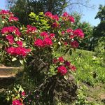 Debbie Murdock - @islandergirl66 - Instagram