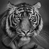 Debbie Napier - @tigger79 - TikTok