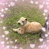 Buddy - @debbienaylor8 - TikTok