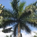 Debbie Neumann - @debaneu - Instagram