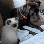 Debbie Nickerson - @harleethechocolatelab - Instagram