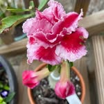 Debbie Murphy Ogden - @debbieogden55 - Instagram