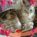 Debbie Overstreet - Facebook