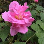 Debbie Pardue - @debbiepardue57 - Instagram