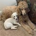 Deborah Pardue - Facebook