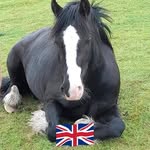 Debbie Patrick - @baloohorse - Instagram
