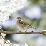 Debbie Payton - @birdsbirdie - Instagram