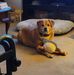 Debbie Pecci - Facebook