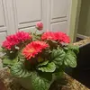 debbiepeeples35 - @debbiepeeples35 - TikTok