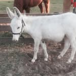 Debbie Pendley - @opttoadoptfromshelter - Instagram