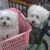 Debbie Peng68 - @31340112297 - TikTok