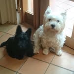 Debbie Pollock - @debpippasmum - Instagram