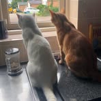 Debbie Raines - Facebook