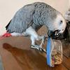 Debbie Rath - @africangrey23 - TikTok
