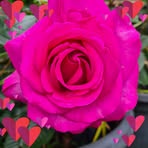 Debbie Renwick - Facebook